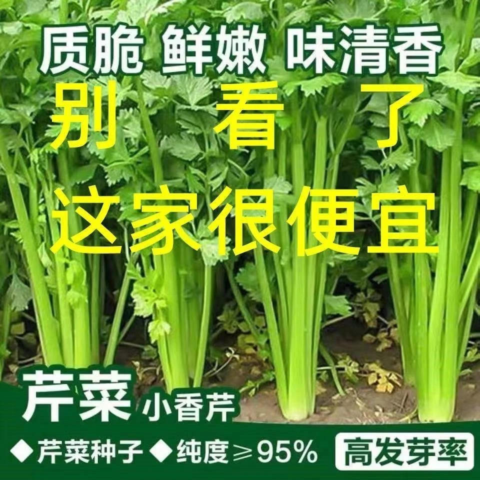 芹菜种子四季特香小香芹芹菜种籽实心玻璃脆芹菜种子秋冬蔬菜菜籽