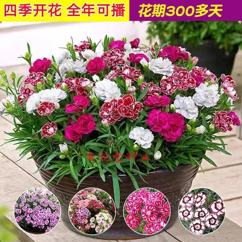 混色五彩石竹种子多年生四季开花庭院阳台盆栽室外花卉五色石竹籽