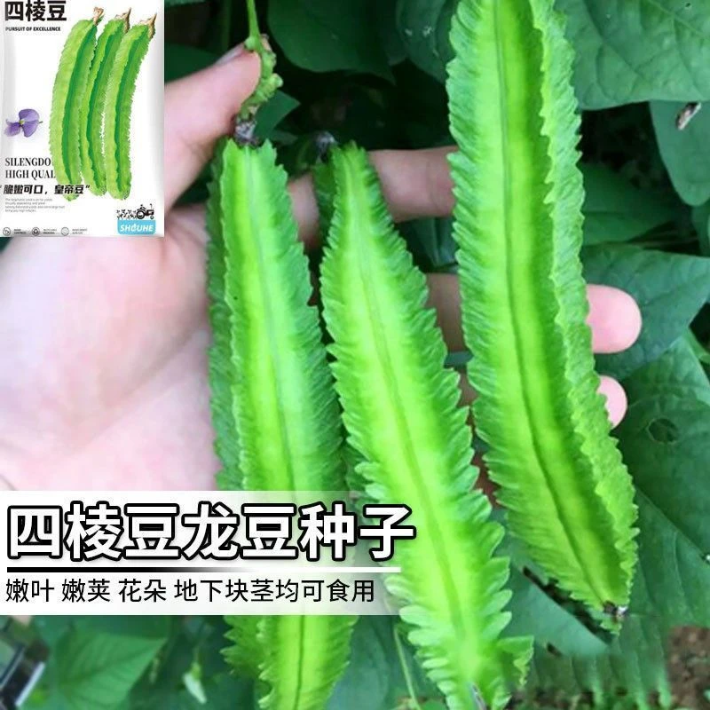 四棱豆种子皇帝豆种籽高产豆角春秋四季阳台盆栽菜豆籽蔬菜种孑