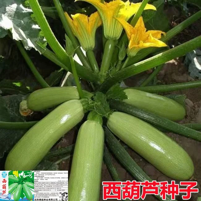 西葫芦种子早熟西葫芦苗高产西葫芦易种西葫瓜夏春季蔬菜种子大全