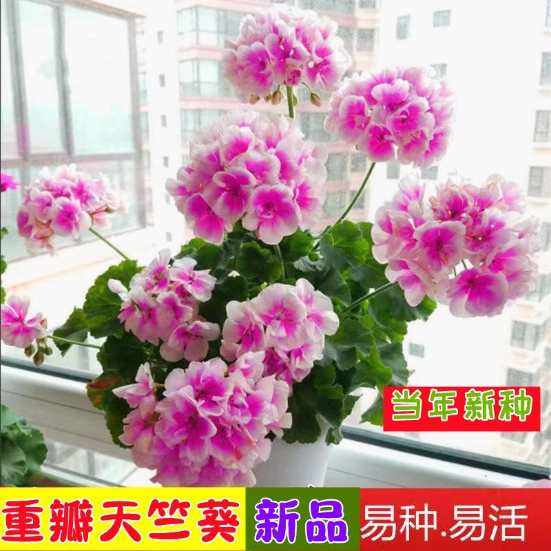 重瓣天竺葵种子四季播种易开花室内洋绣球花花种子籽观花盆栽花卉