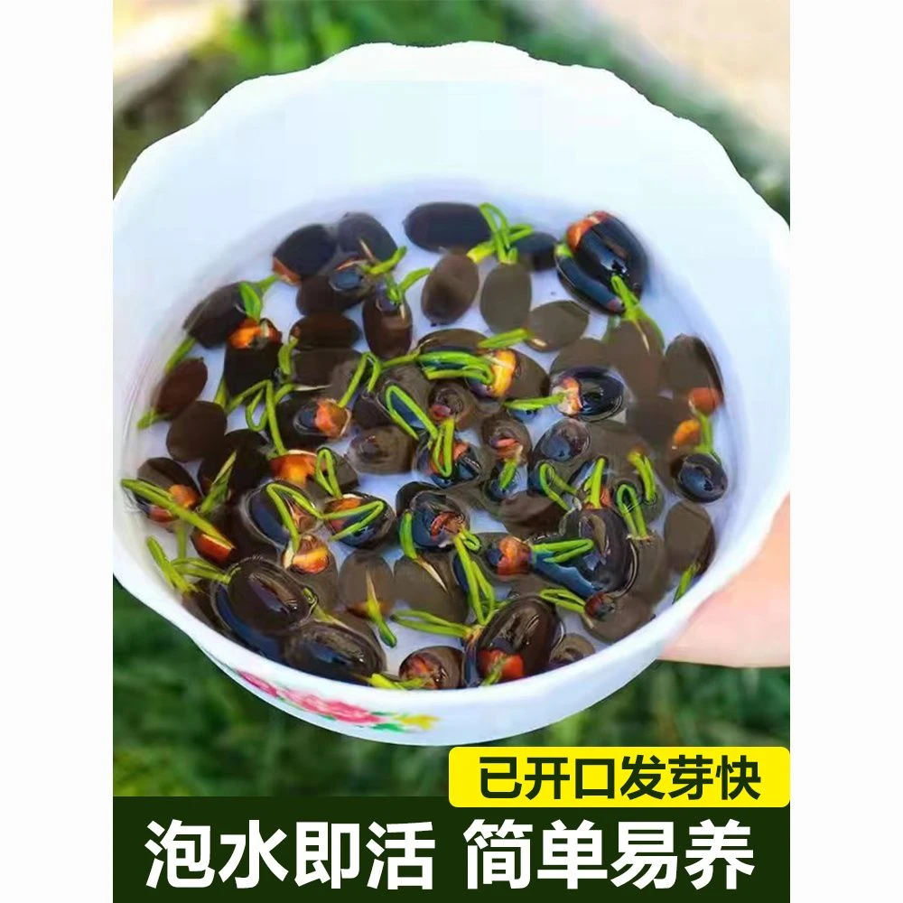 碗莲籽水培植物四季花卉莲花莲子花种子花种籽子睡莲水养荷花盆栽