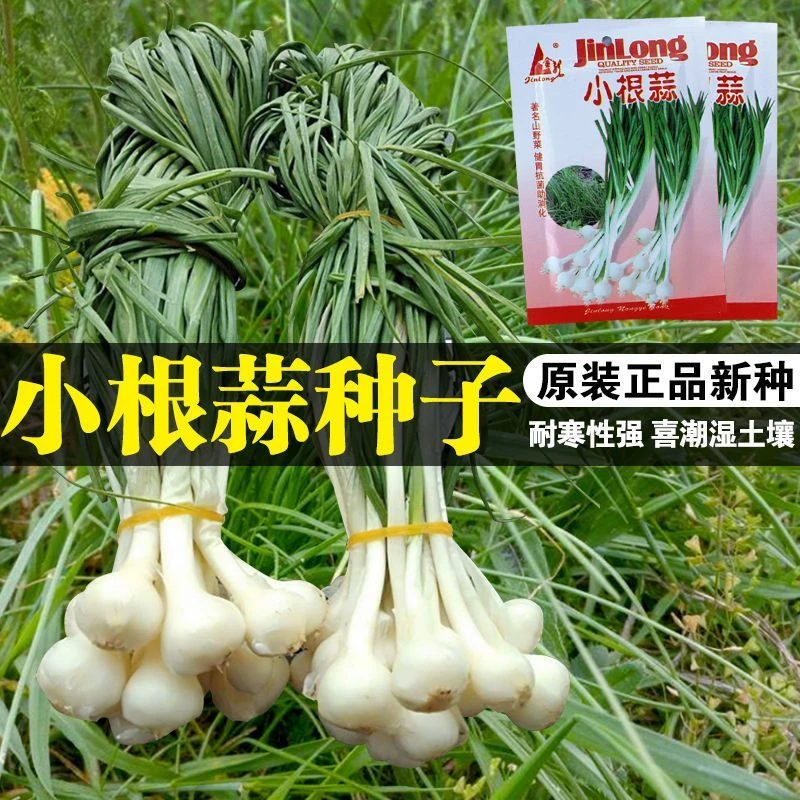 小根蒜种子,野蒜小头蒜,四季播耐寒性好阳秋冬季蔬菜种子