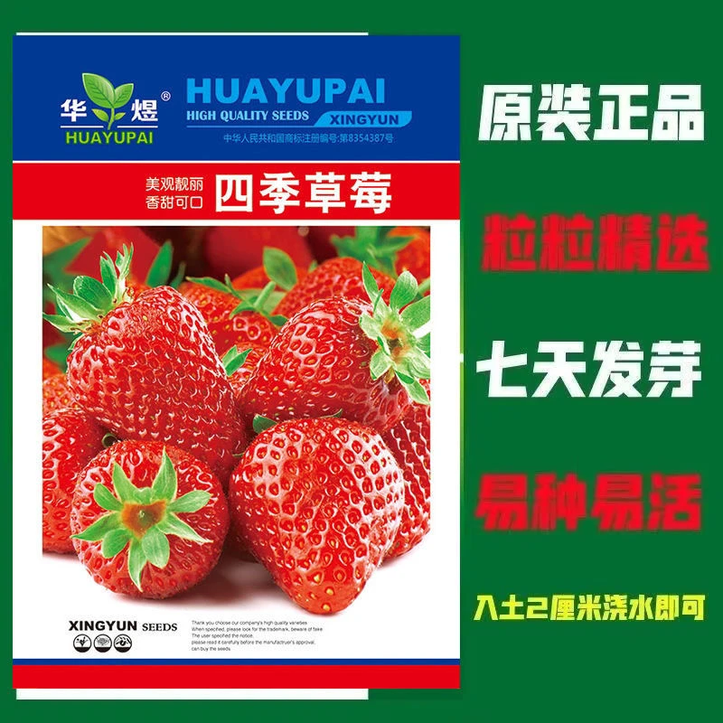 四季草莓种子奶油草莓特大超甜庭院阳台易种盆栽蔬菜种子批发