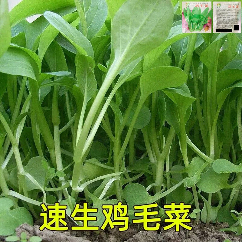 18天鸡毛菜种子可吃四季小白菜青菜种籽新手易种阳台盆栽蔬莱籽孑