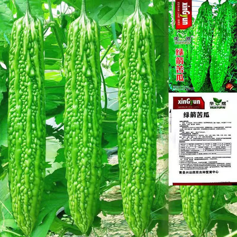 油绿苦瓜种子蔬菜种子四季种高产杂交好吃的苦瓜种子家庭种四季播