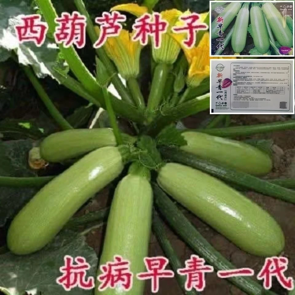 【西葫芦种子】高产蔬菜种子四季易种家庭阳台盆栽蔬菜籽耐寒抗病