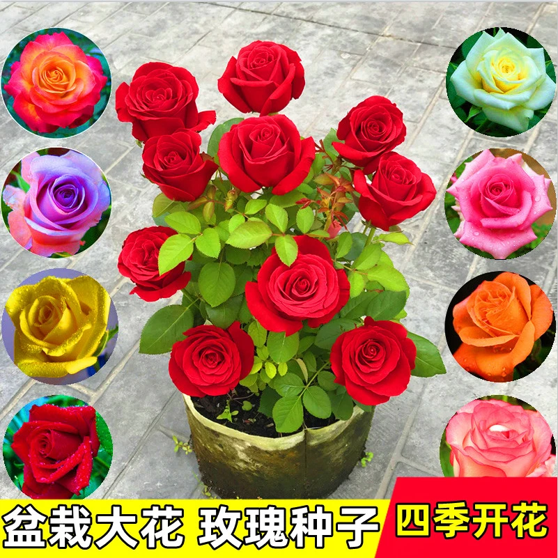 玫瑰花种子四季种子种植耐寒循环开花易活室内室外盆栽花卉种子