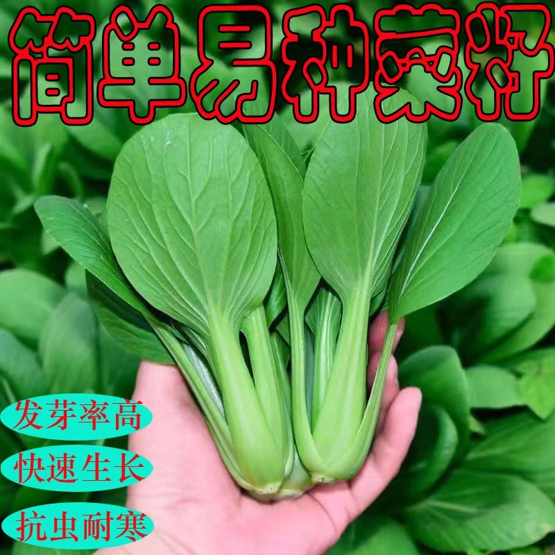 新品合丰上海青种籽一级良种蔬菜种子阳台四季可种的蔬菜种子
