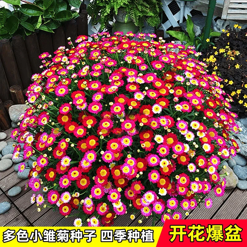 小雏菊种子四季开花好养易活室内外阳台盆栽开花不断耐寒花卉种籽