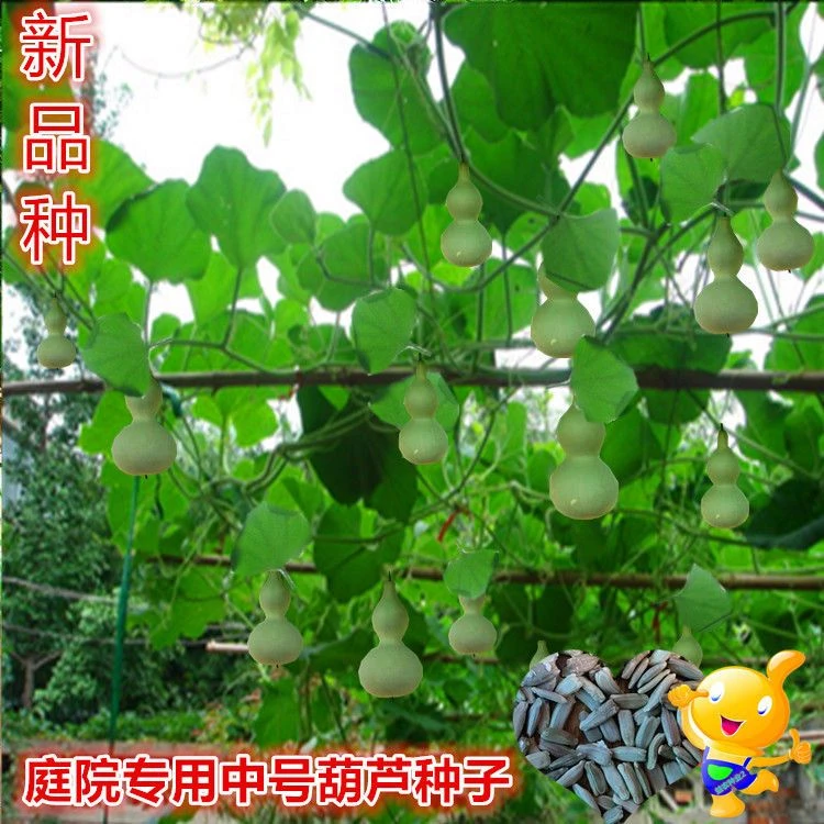 中号亚腰葫芦种子爬藤一串铃亚腰葫芦子庭院易种蔬菜种子大全家用