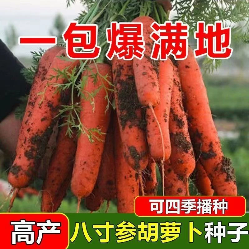 透心红胡萝卜水果萝卜秋播易栽养高产菜园阳台盆栽蔬菜红萝卜红皮
