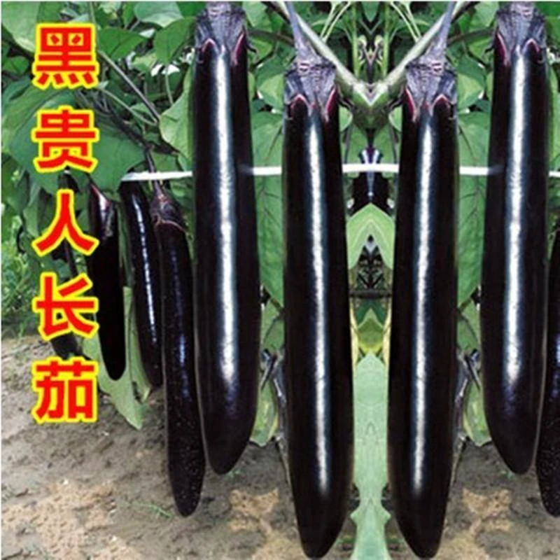 寿光蔬菜种子黑贵人长茄种子线茄子种子露天大棚四季种植盆栽