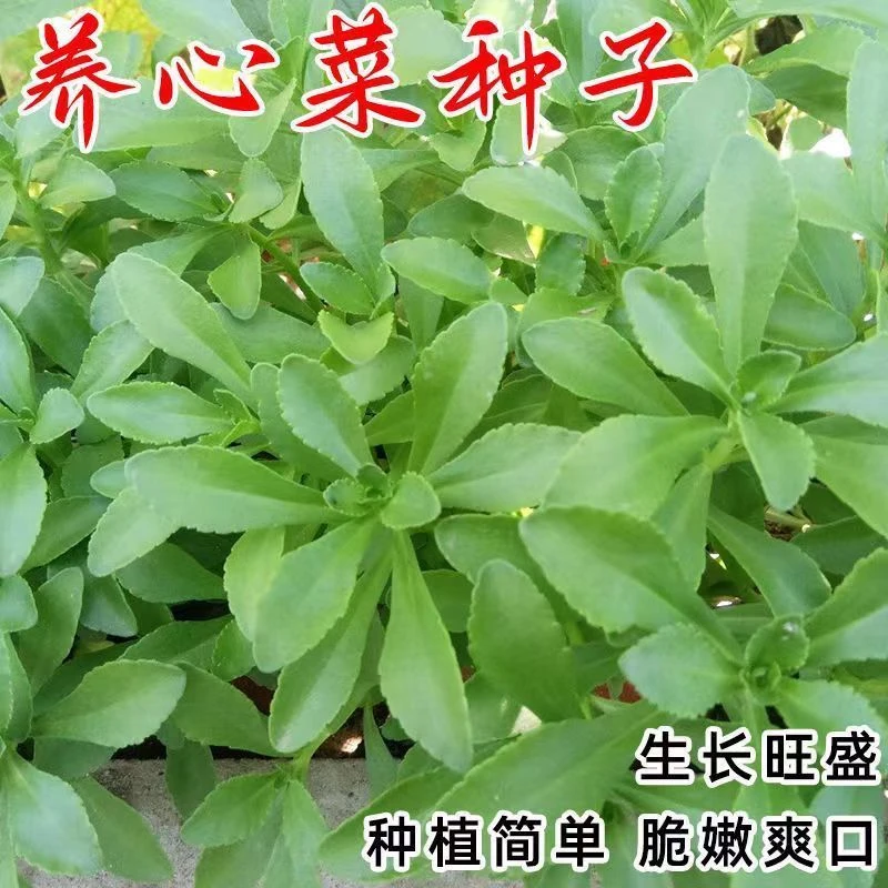 养心菜高钙救心菜种子可食用野菜四季播阳台盆栽特色保健蔬菜种籽