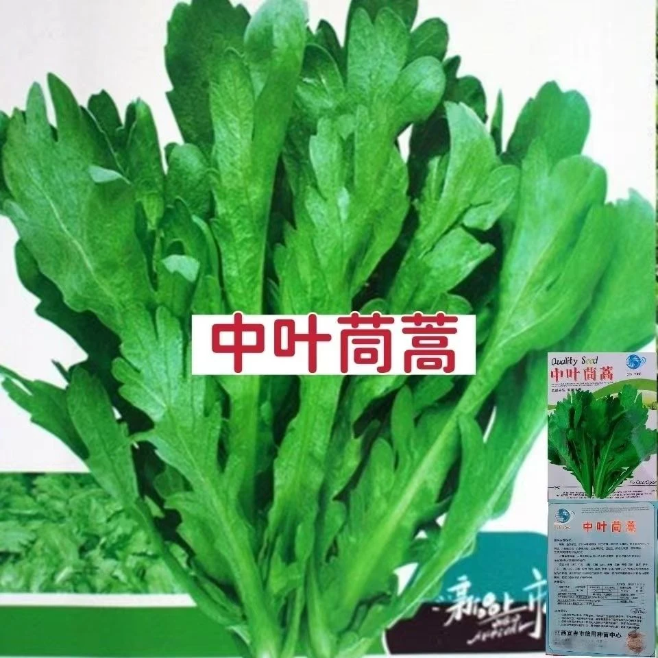 皇帝菜种子中叶茼蒿青菜种籽春菊菜种茼蒿菜种籽种四季蔬菜孑菜籽