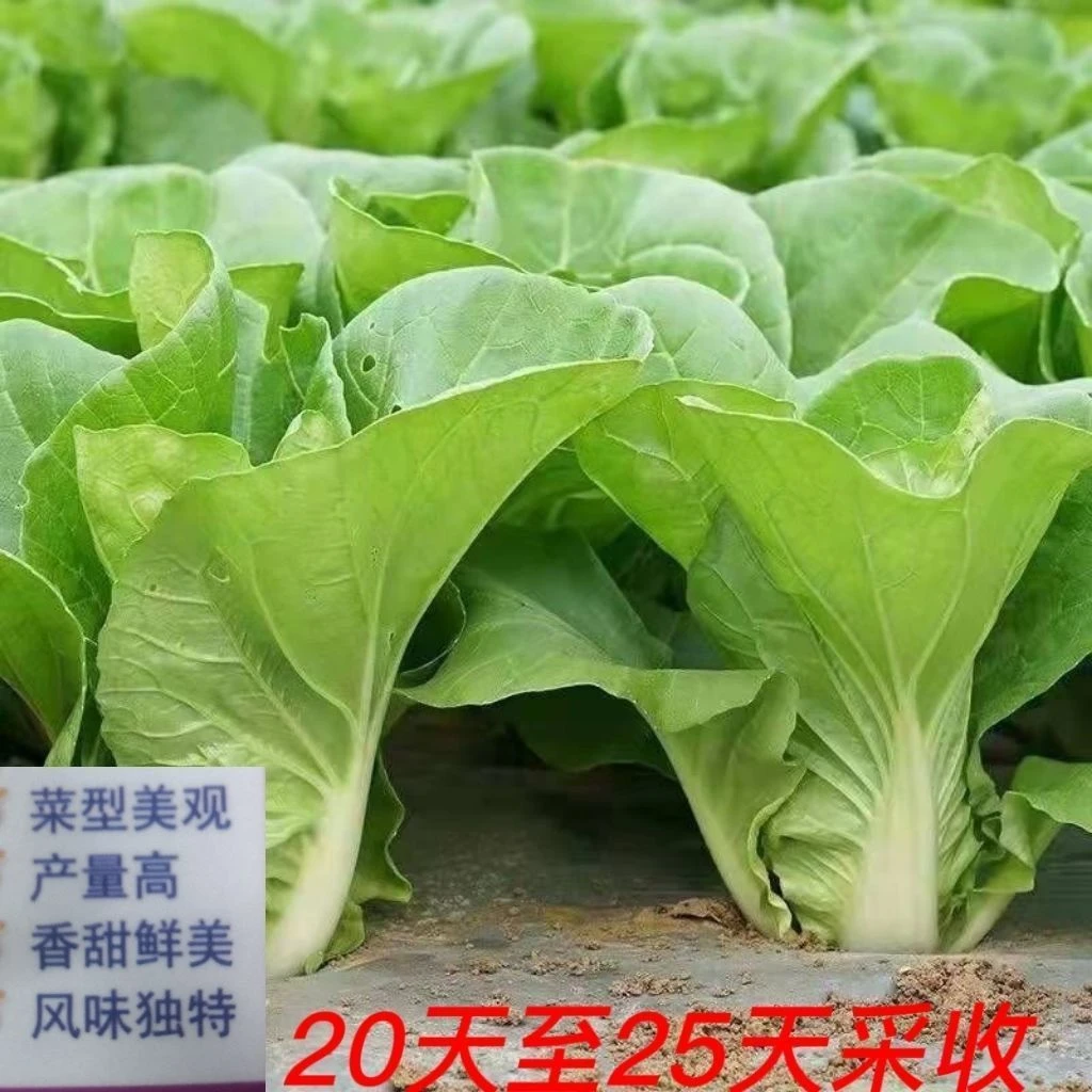 25天速生快菜四季奶油小白菜鲜嫩阳台易播蔬菜蔬菜种子大全