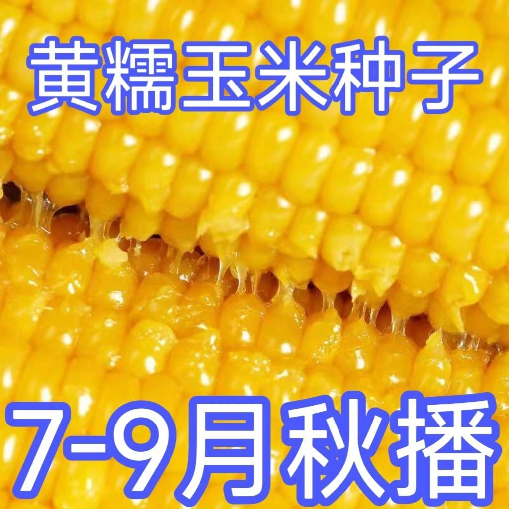 【今年新种】黄金甜粘糯大棒玉米香甜糯玉米种子黄蔬菜种子四季播
