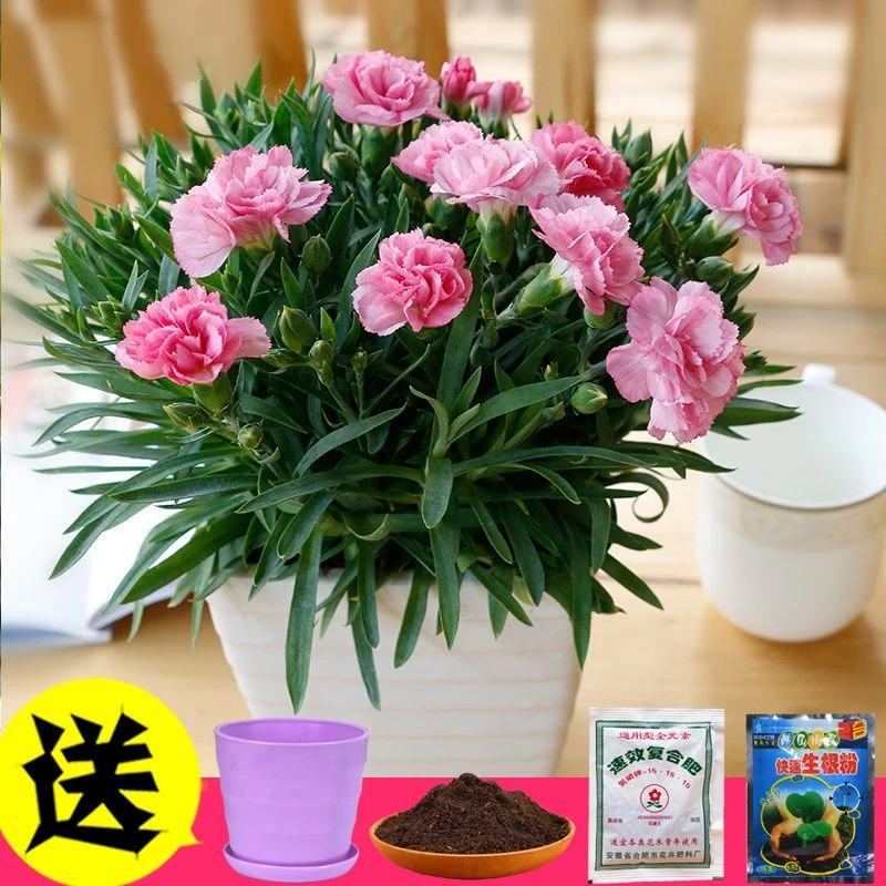 康乃馨种子室内四季种易活盆栽花卉室外开花花种子花草植物花籽孑