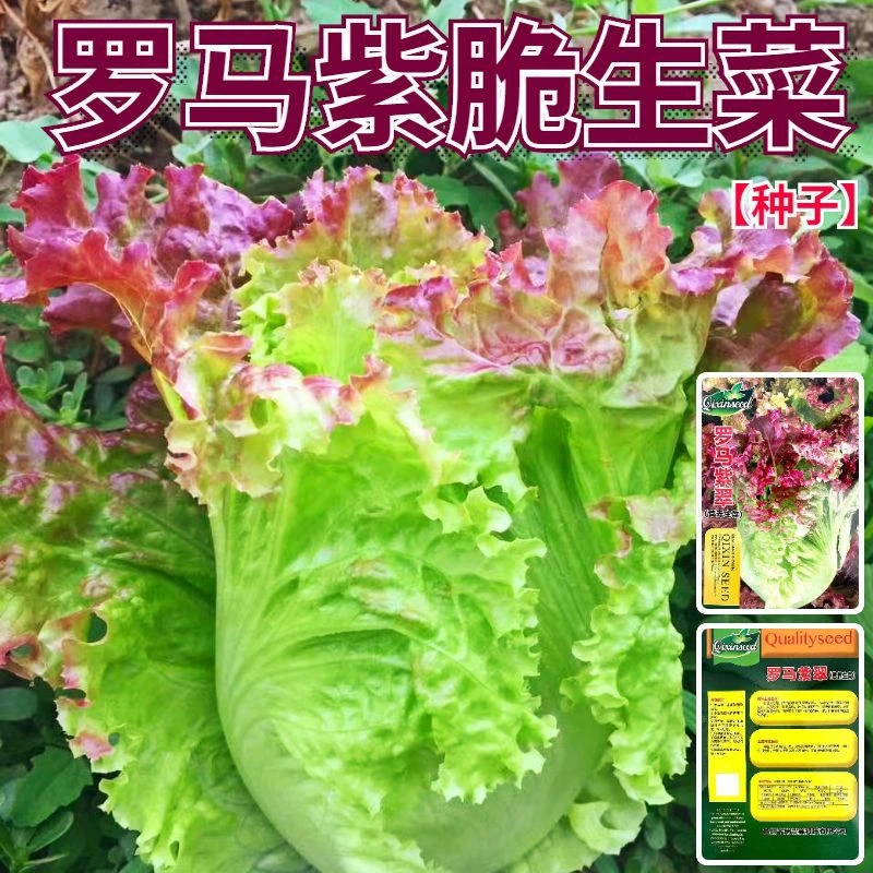 罗马紫翠生菜种子好吃耐热抗病抗寒四季蔬菜种籽盆栽特色青菜种孑