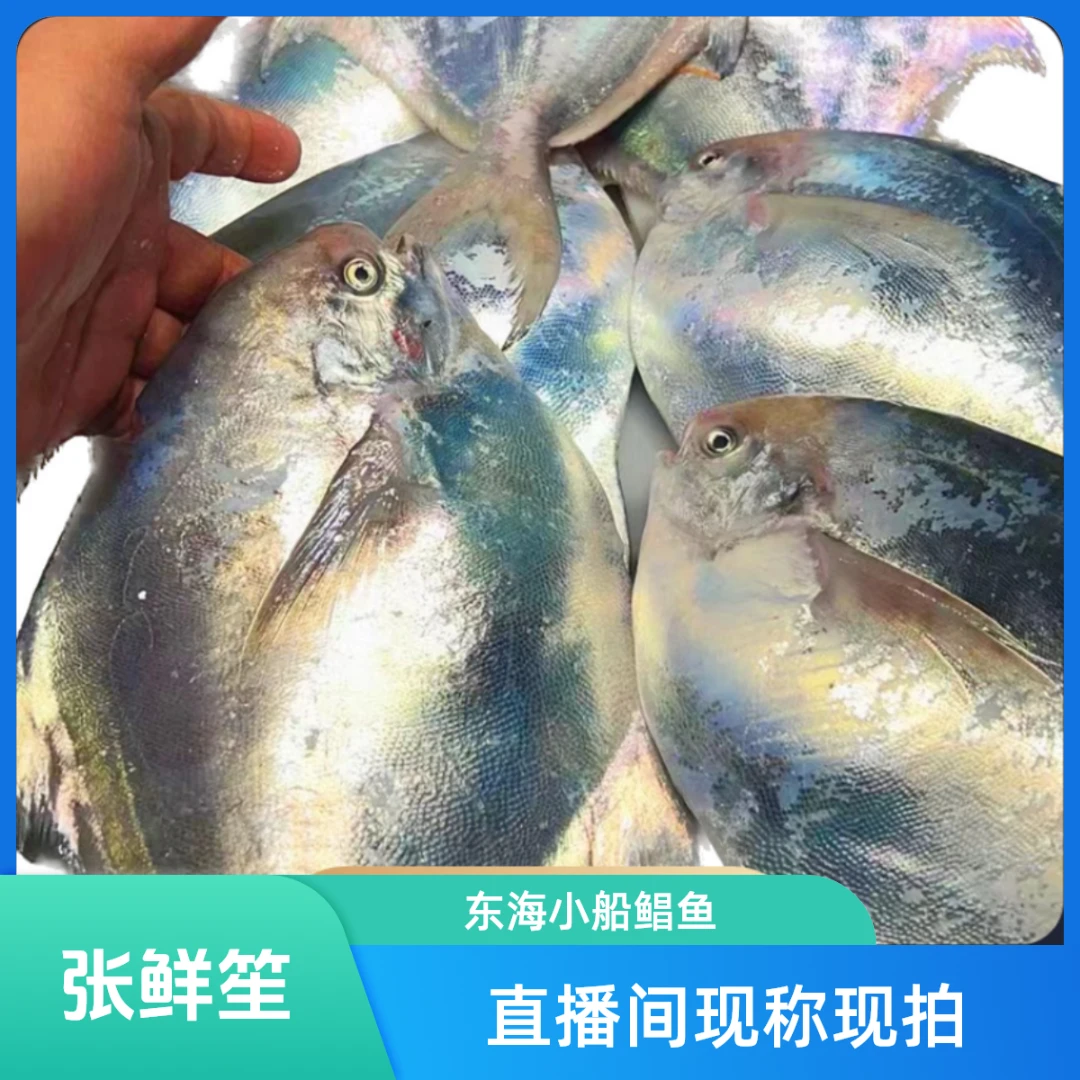 舟山东海银鲳鱼 小船内港鲳鱼  品质保证（现称现拍请勿乱拍）