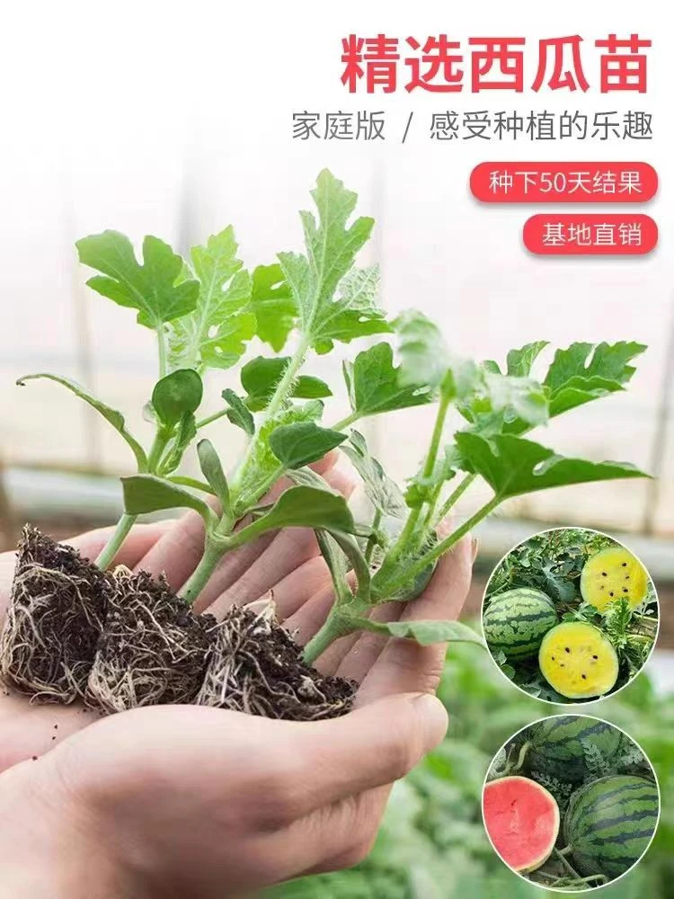 8424冰糖麒麟西瓜苗薄皮高产懒人新手精品种植苗基地直发超甜特大