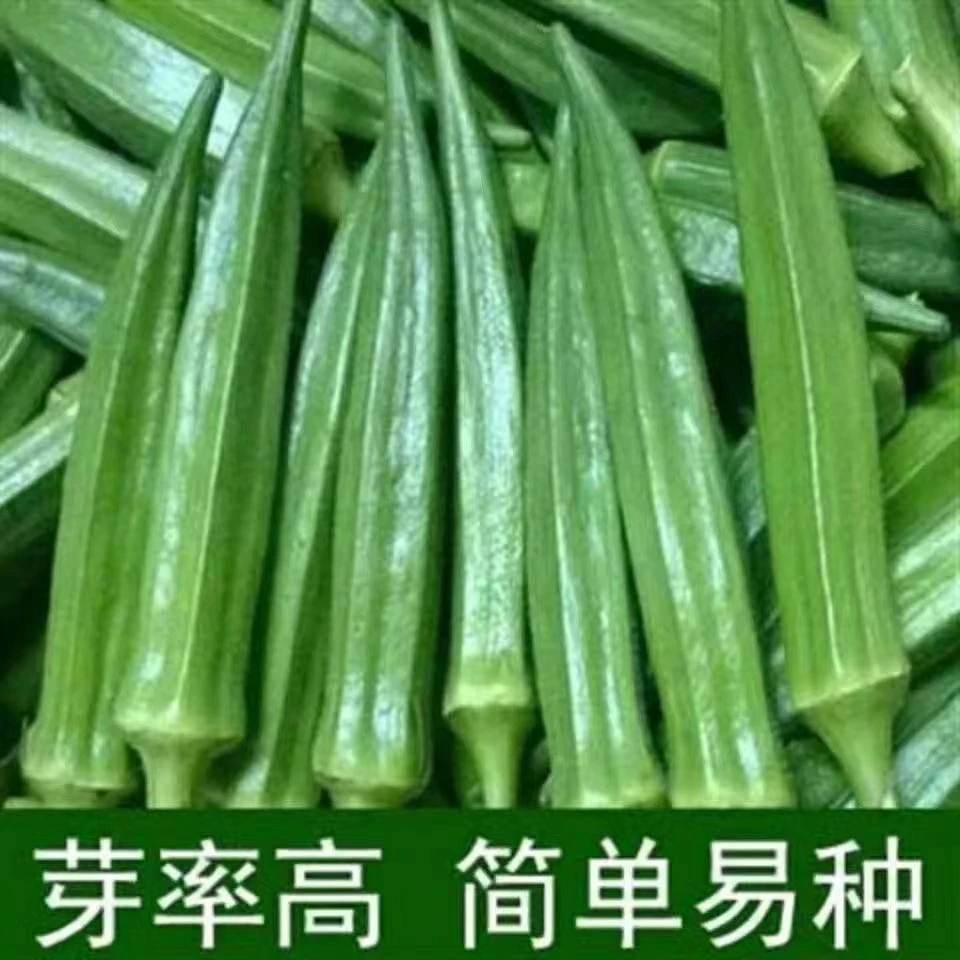 优质带土秋葵苗红秋葵水果秋葵科学种植高产根系发达耐热耐旱多汁