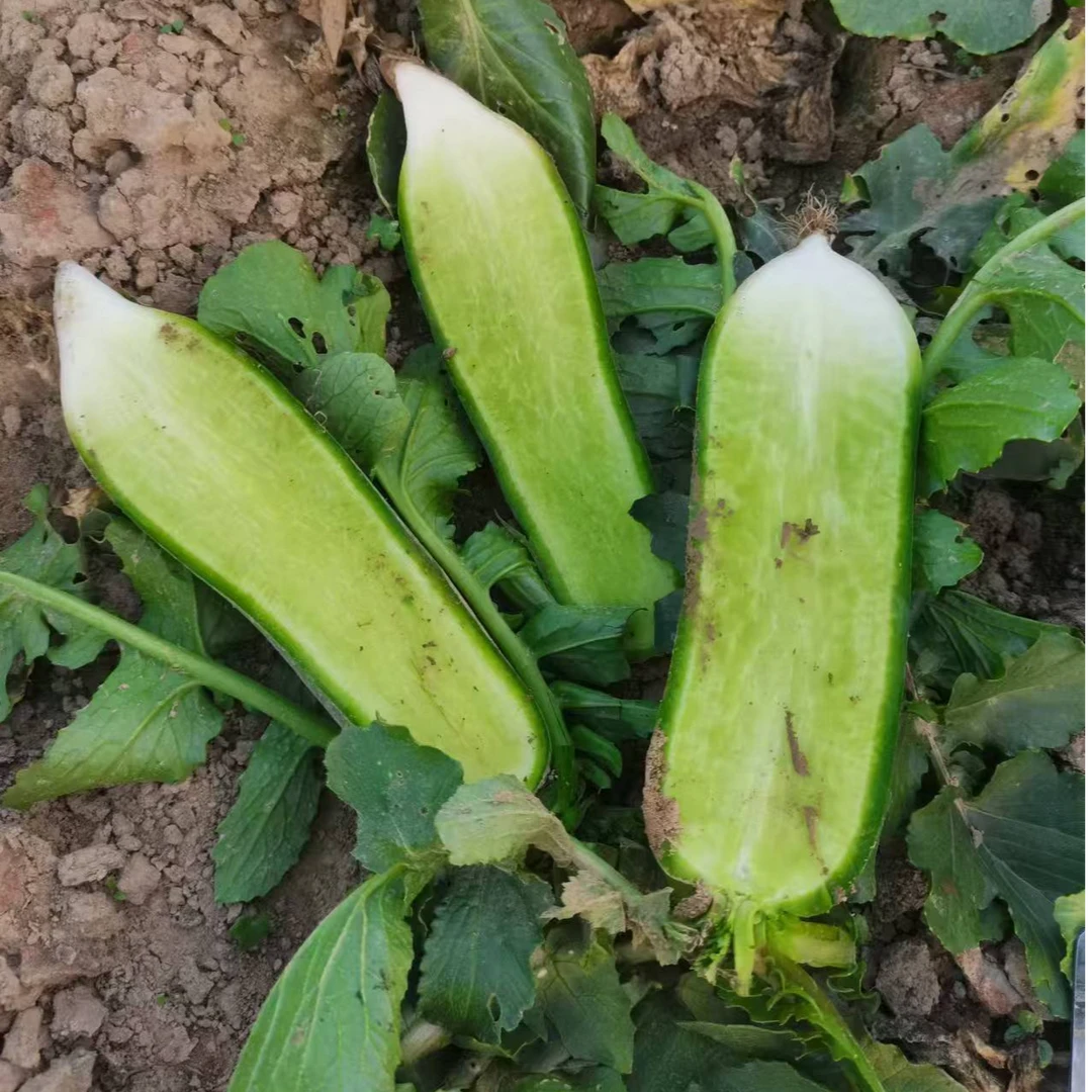 【顺丰包邮】农家自种新鲜绿皮青萝卜生鲜蔬菜
