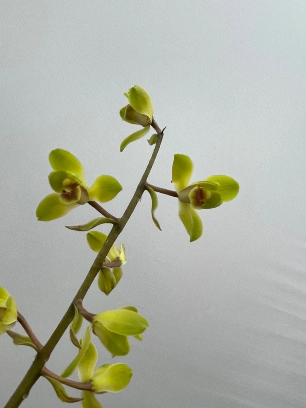 惠兰原兜盆景花草