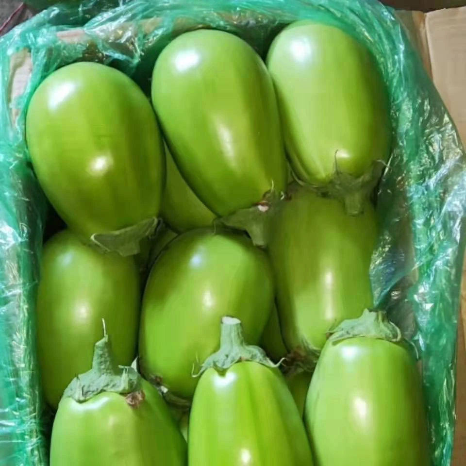 河南茄子青茄绿皮子现摘当季蔬菜批发3斤5斤绿茄红烧茄子肉沫茄子