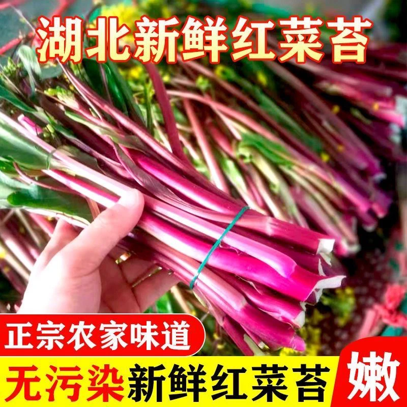 现摘现发新鲜红菜苔洪山菜苔紫菜苔农家特产红菜心青菜蔬菜红油菜