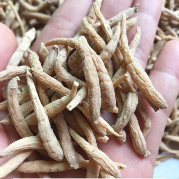 精选贵州太子参
