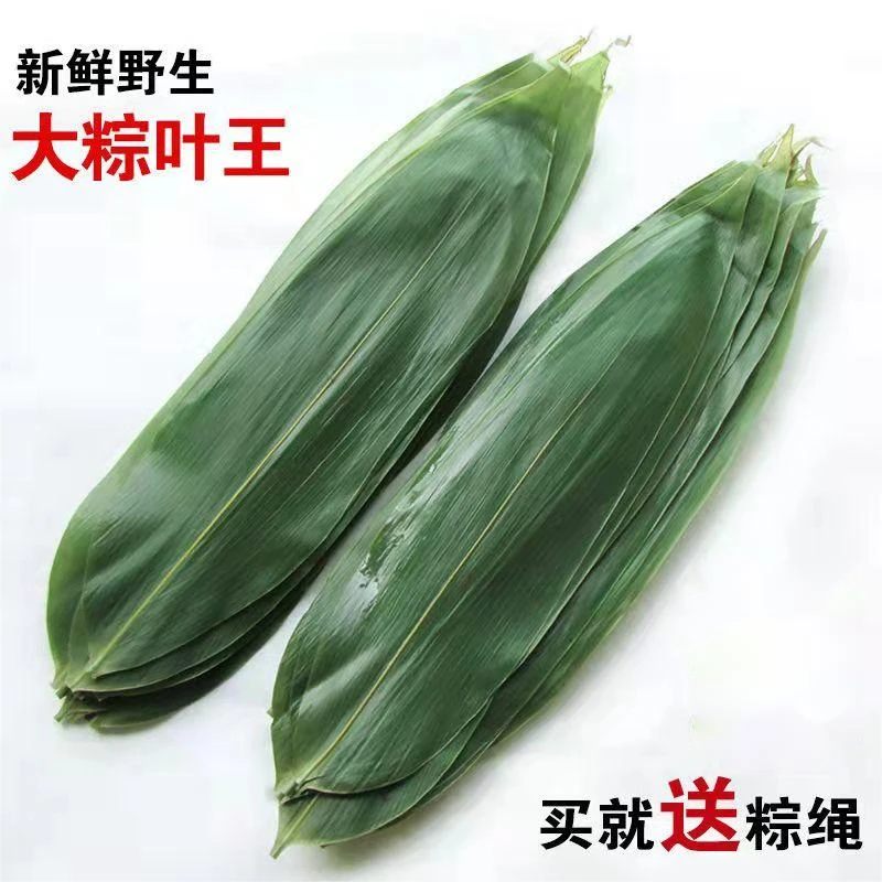 山里新鲜现摘野生大粽叶真空保鲜粽叶竹叶箬叶端午粽子