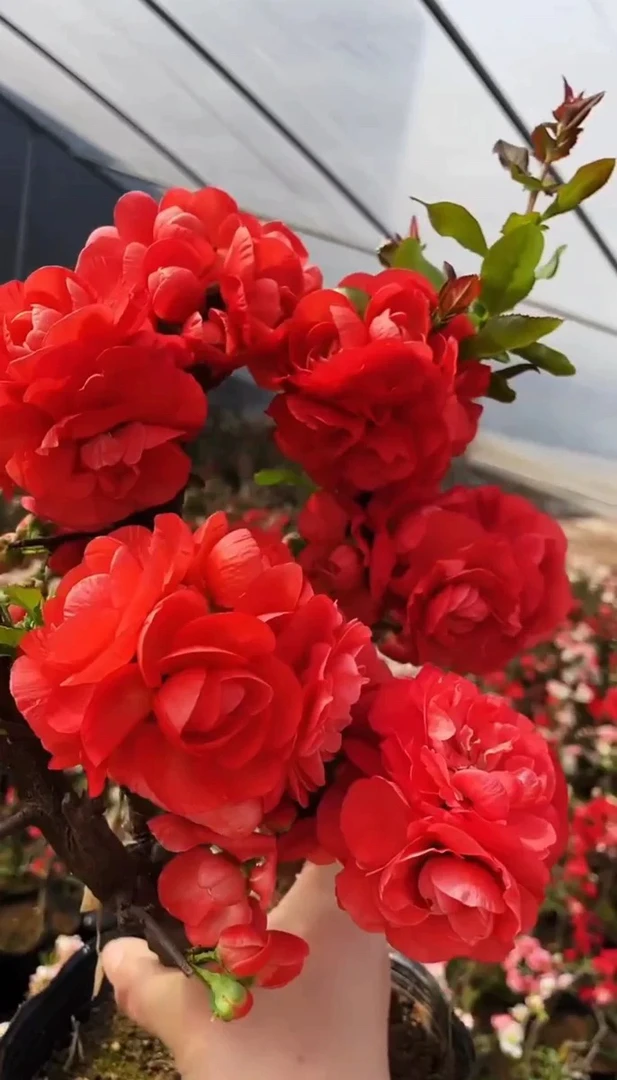 多年原生梦惠卷海棠花多年盆栽花卉盆景造型观赏大花老根简单易种