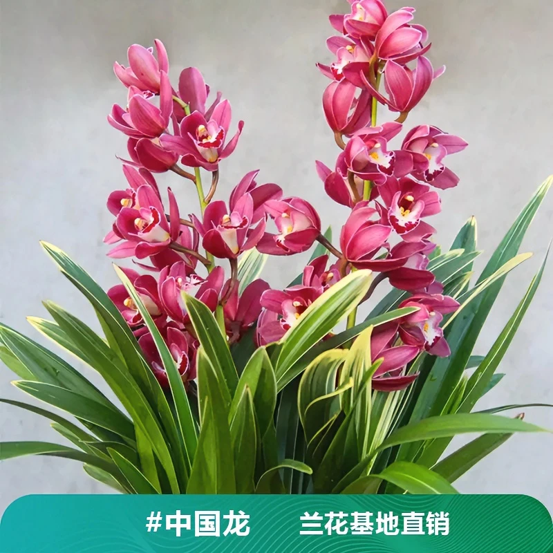 大花蕙兰【中国龙】红花年宵兰花花好养易养对版浓香室内