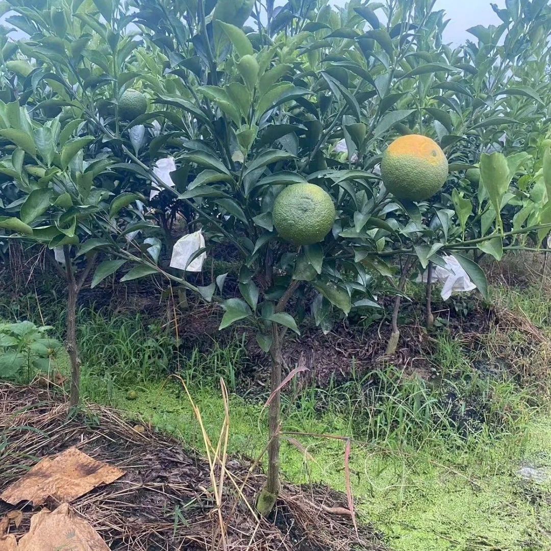 欢哥园林各种盆栽地栽苗 一物一拍