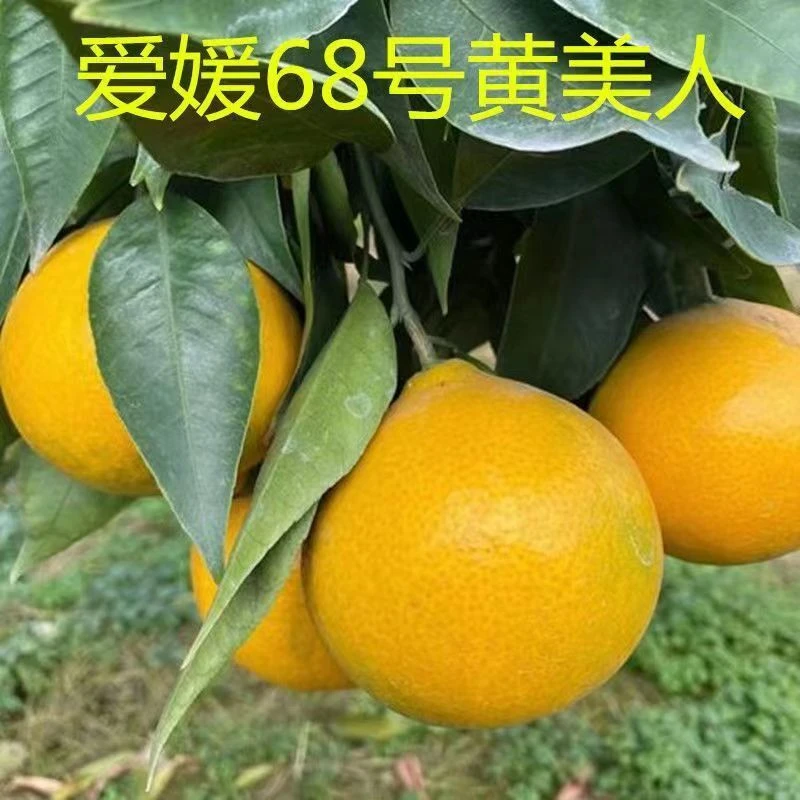 砂糖橘红美人盆栽  一物一拍