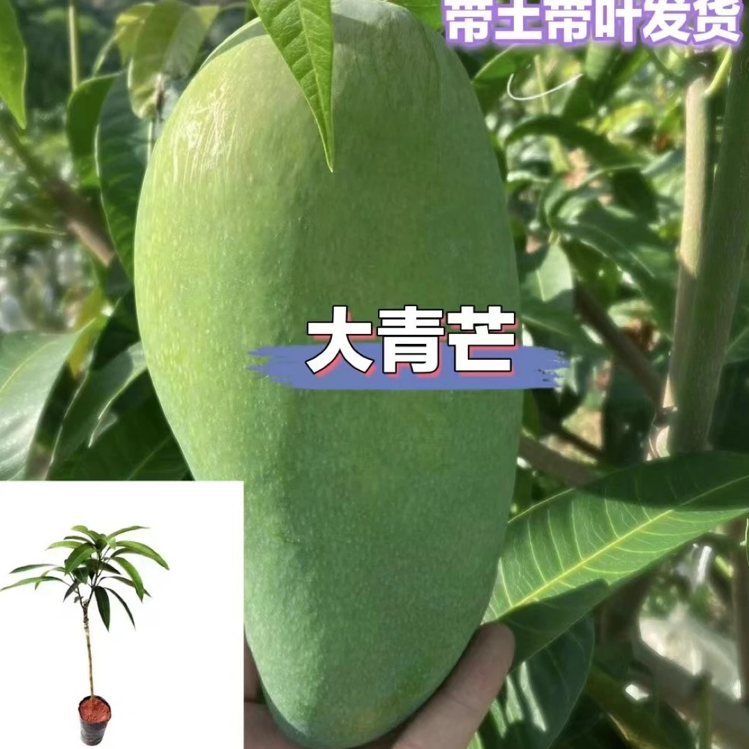 【大青芒】青芒果树苗特大金煌芒芒果树苗象牙芒果庭院阳台盆栽带土