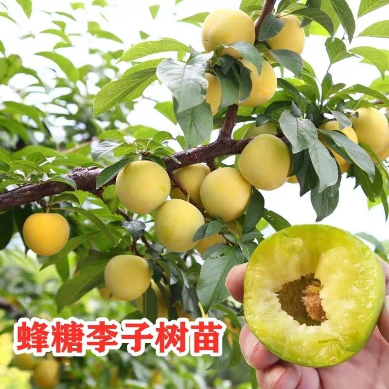 蜂糖李树苗嫁接特大脱骨青脆蜂糖李子果苗南北方种三华李树苗耐寒