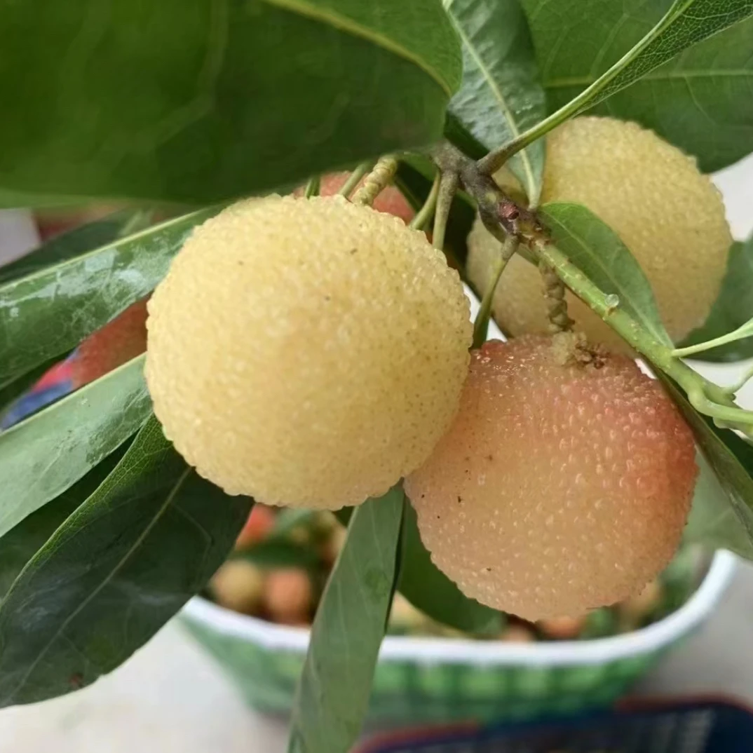 水晶杨梅树苗嫁接苗杨梅苗盆栽地栽庭院四季常青当年结果耐寒品种