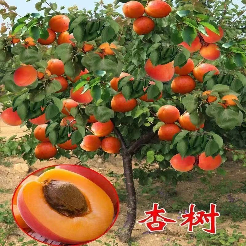 特大杏树盆栽地栽南北方种植嫁接苗当年结果耐寒庭院大果杏子带土