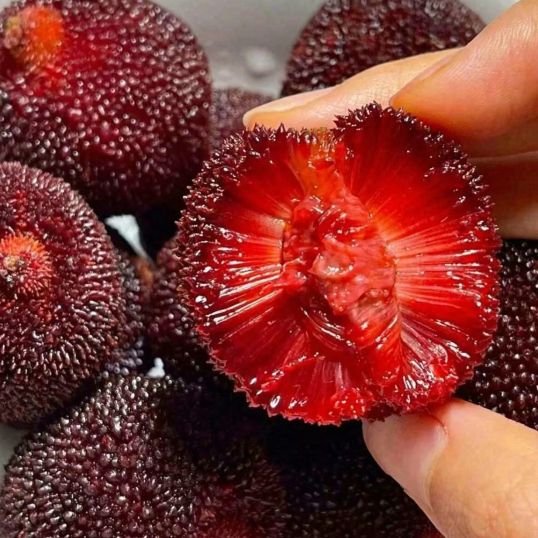 【杨梅苗】黑炭杨梅苗大小苗带土带叶子南北方杨梅果树盆栽地栽