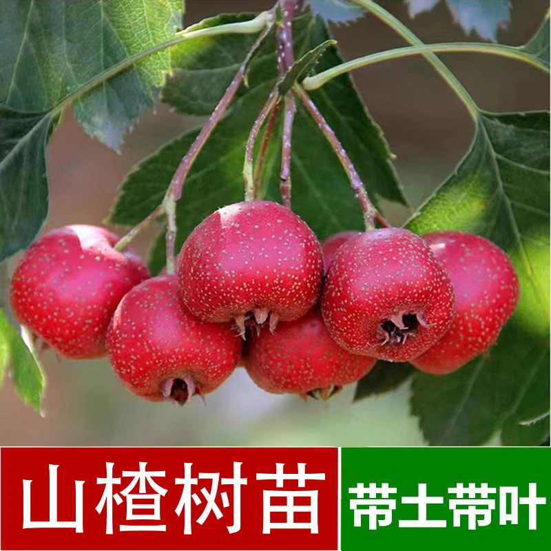 山楂苗树苗云南嫁接苗大五棱山楂树苗南北方种植庭院地栽果树金星