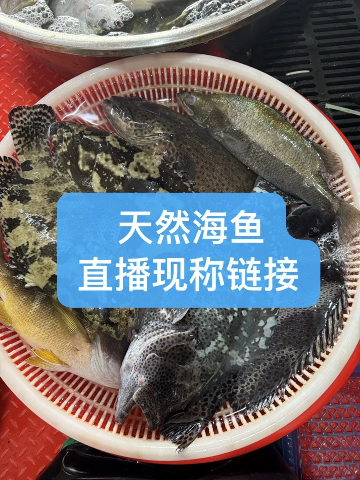 硇洲小船手钓杂鱼-现称现拍