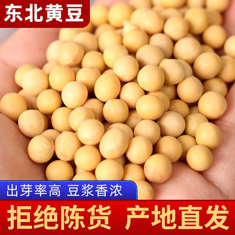 【23年新货】东北新黄豆打豆浆用非转基因大豆农家发豆芽粗粮大黄豆