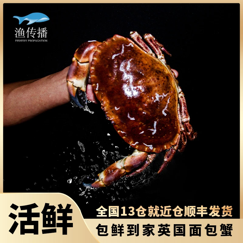 渔传播英国进口鲜嫩鲜活面包蟹大螃蟹1-1.2斤1只海鲜满肉包鲜到家