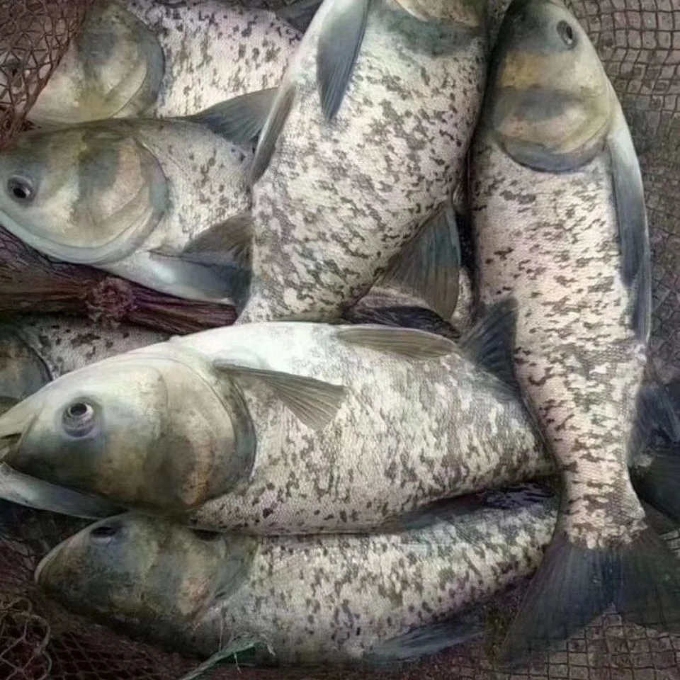 花鲢鱼大头鱼胖头鱼鲢鳙鱼活体包邮包活