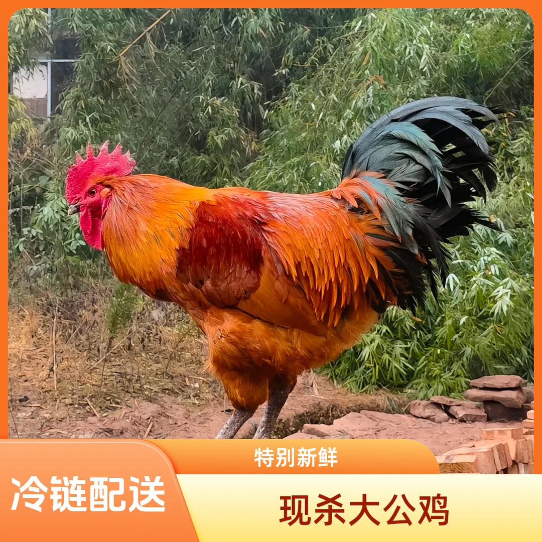 【到手两只】散养300天左右生态大公鸡现杀两只净重4-4.5斤左右C