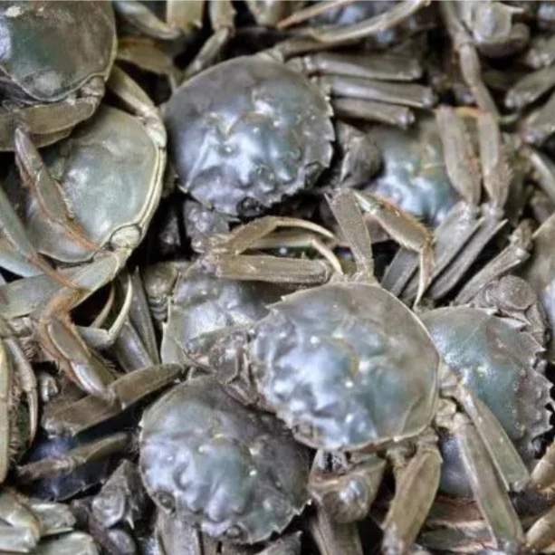 盘锦母河蟹2.5两