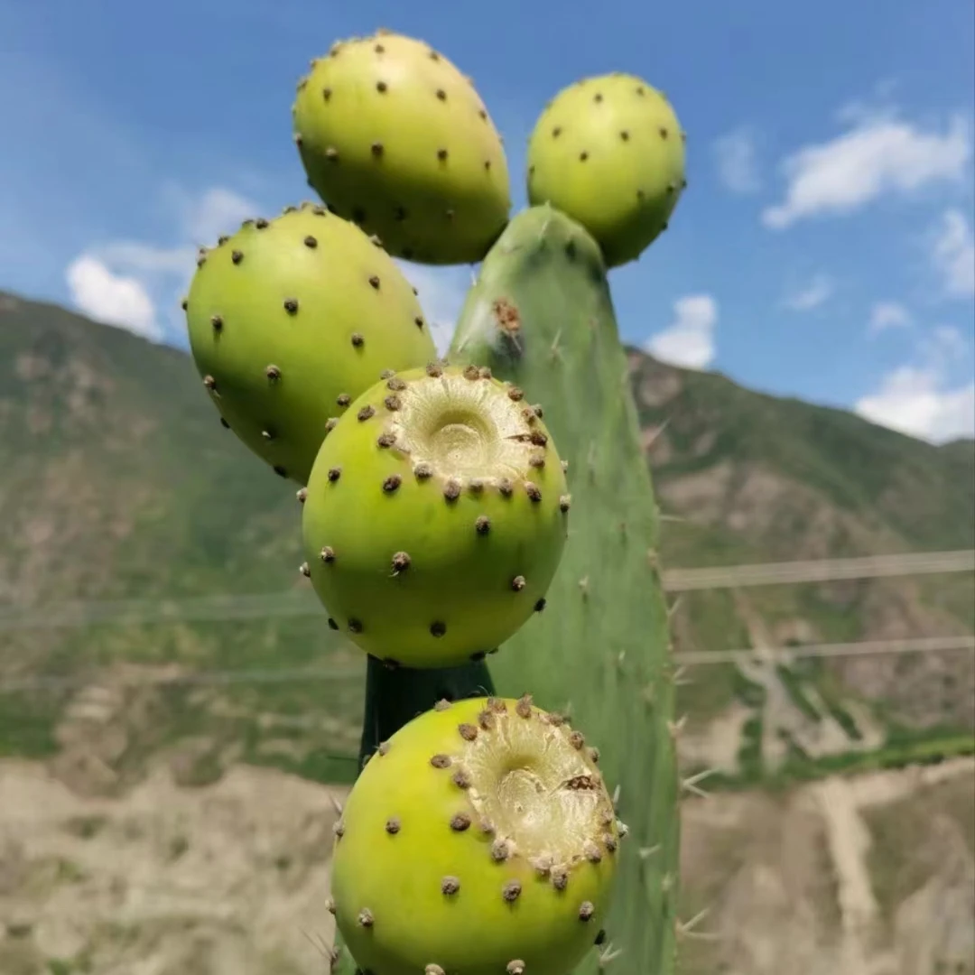 大自然的绿色宝藏：仙人掌果（仙桃），独特滋味等您尝