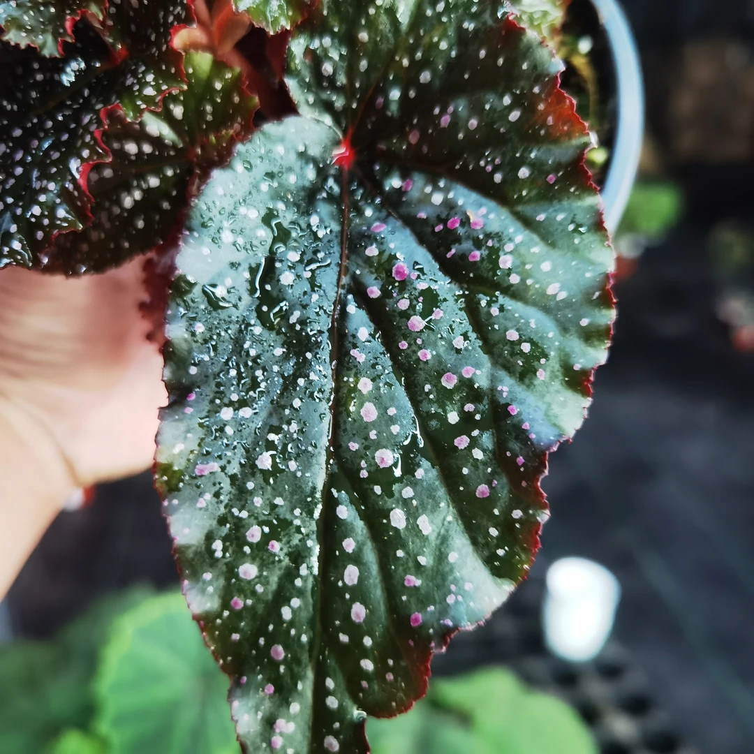 威尔利斯秋海棠，好看好养，长青常绿，四季开花，家居绿植